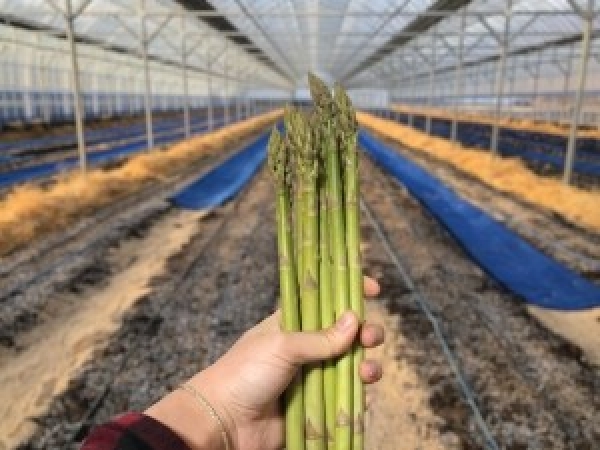 토고미 농장,토고미농장 생 아스파라거스 1kg, 500g